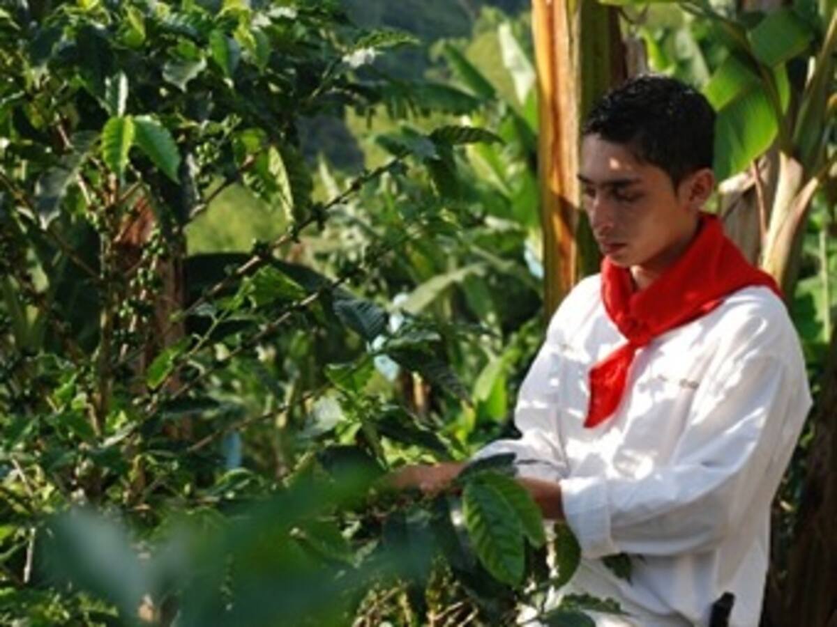 Cosecha cafetera genera deserción escolar en municipios productores