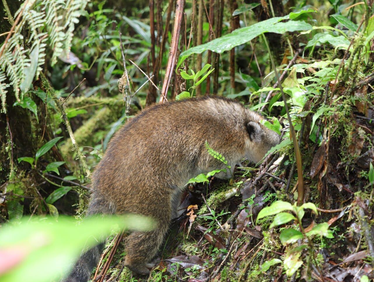 El animal volvió a la vida silvestre. Foto CAM Neiva.