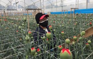 Cuidados especiales en el cultivo y exportación de flores en pandemia.