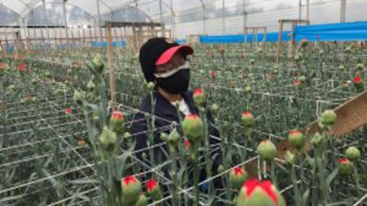 Colombia podrá exportar nuevas variedades de claveles a 10 países
