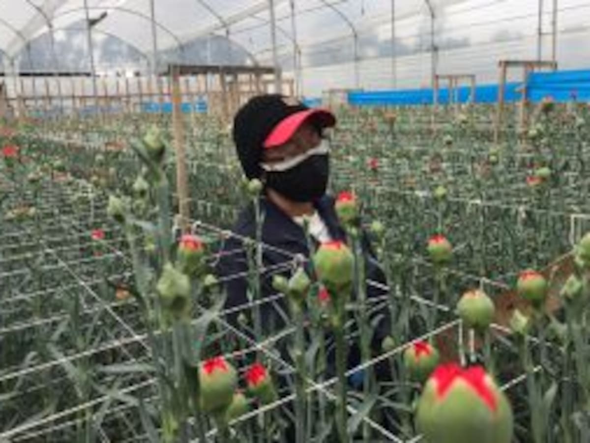Colombia podrá exportar nuevas variedades de claveles a 10 países