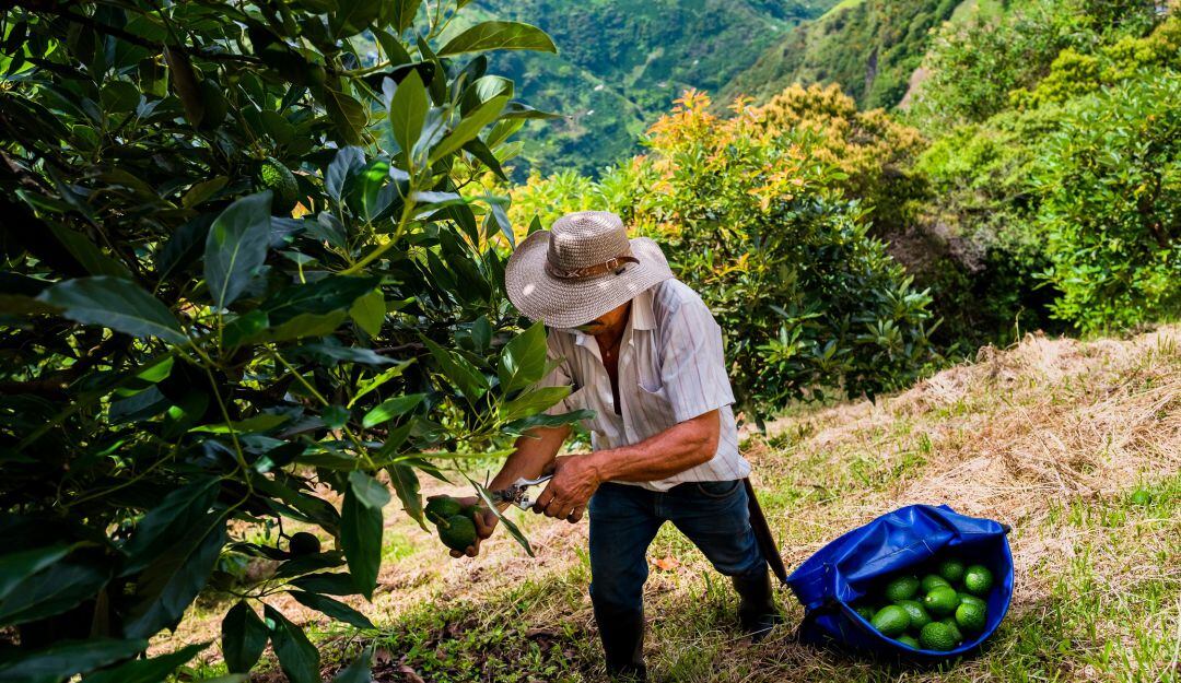 Producción agropecuaria. Imagen de referencia