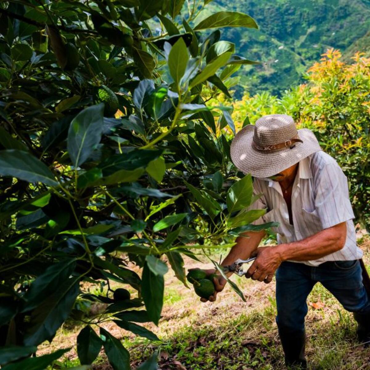 ¿Está creciendo el sector agropecuario de Colombia?