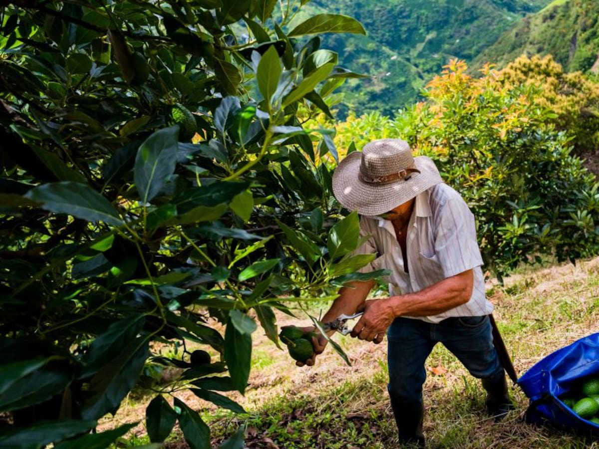 ¿Está creciendo el sector agropecuario de Colombia?