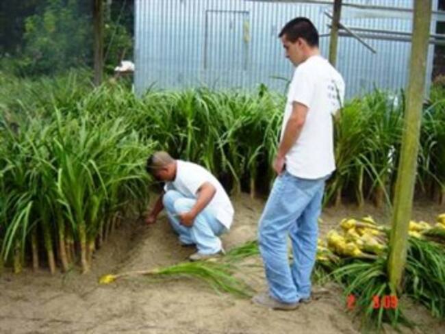 Innovación tecnológica para el agro en foro de la UN