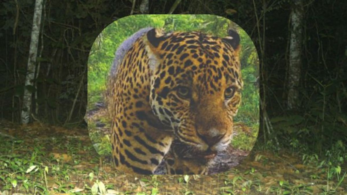 11 jaguares confirmados en el Magdalena Medio: harán el primer censo regional