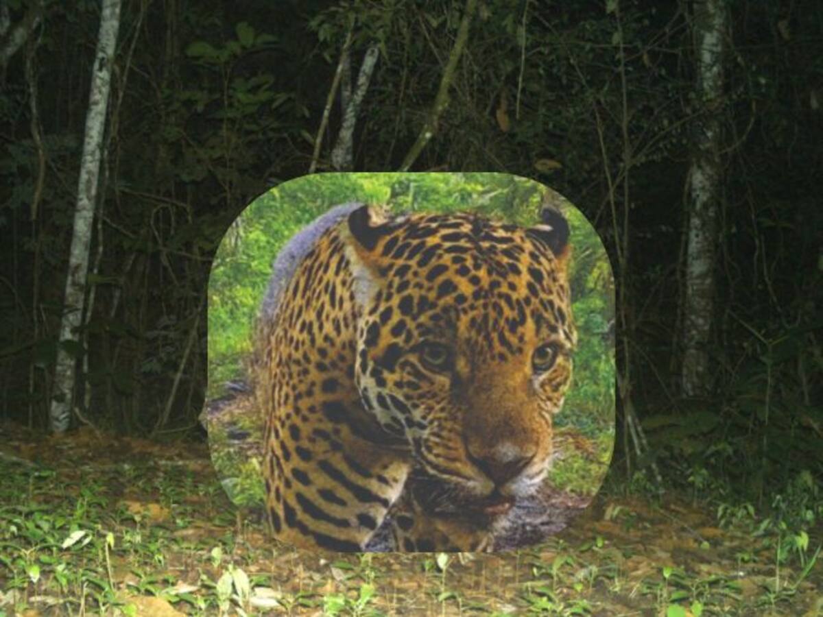 11 jaguares confirmados en el Magdalena Medio: harán el primer censo regional