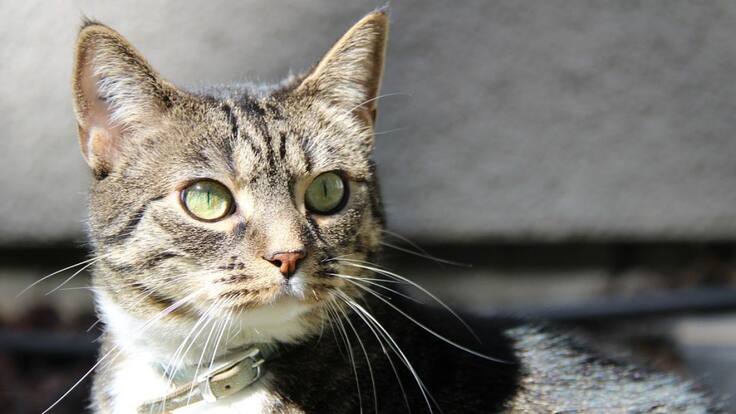 Escuche el programa Mascotas Caracol 28 agosto