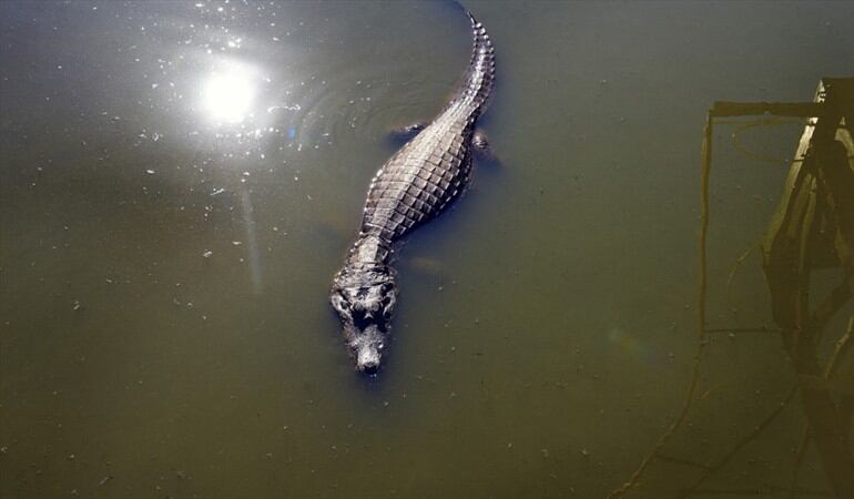 Caimán. Foto: NORBERTO DUARTE / AFP
