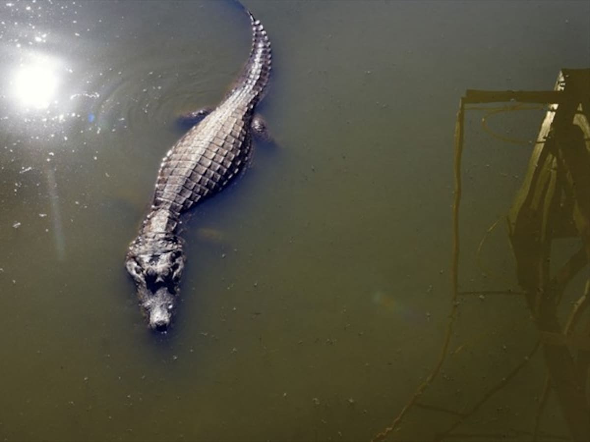 Florida: investigan muerte de mujer que fue encontrada junto un caimán