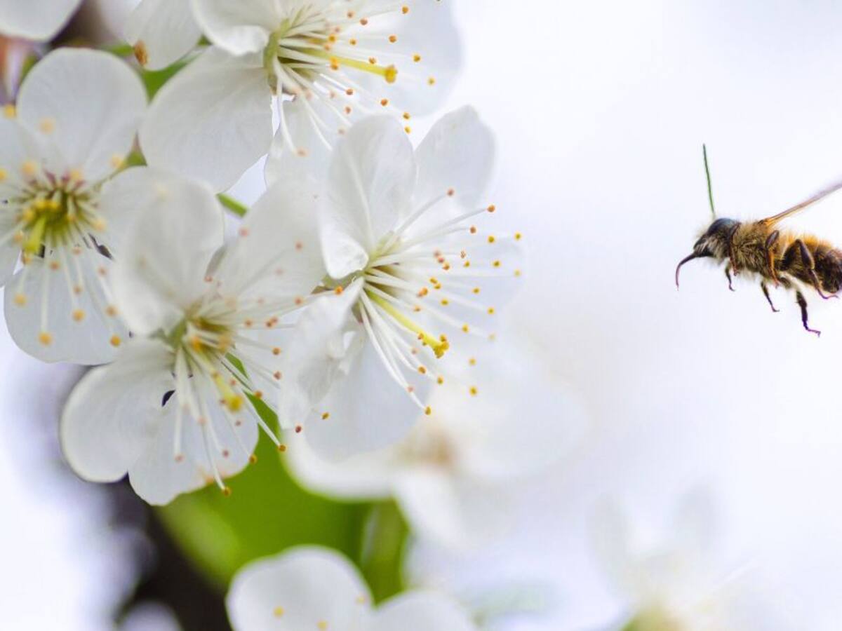 Esencias para reencontrar tu alma