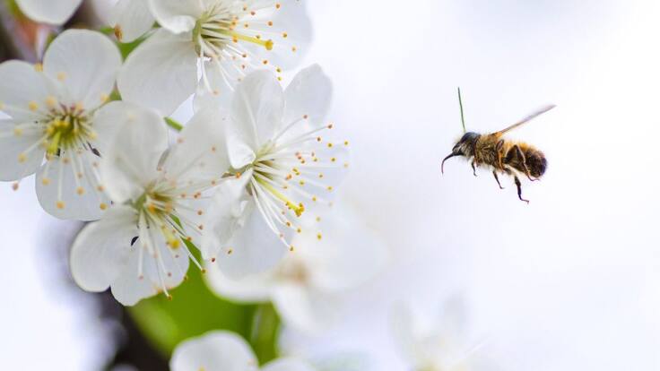 Esencias para reencontrar tu alma.