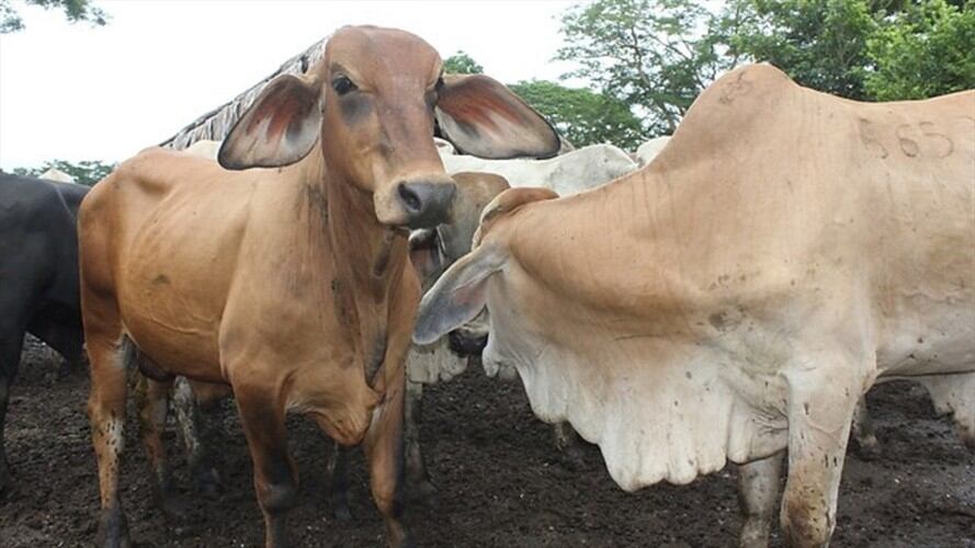 Imagen de referencia. Foto: Colprensa