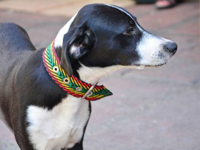 Avanza censo a caninos comunitarios en Cartagena