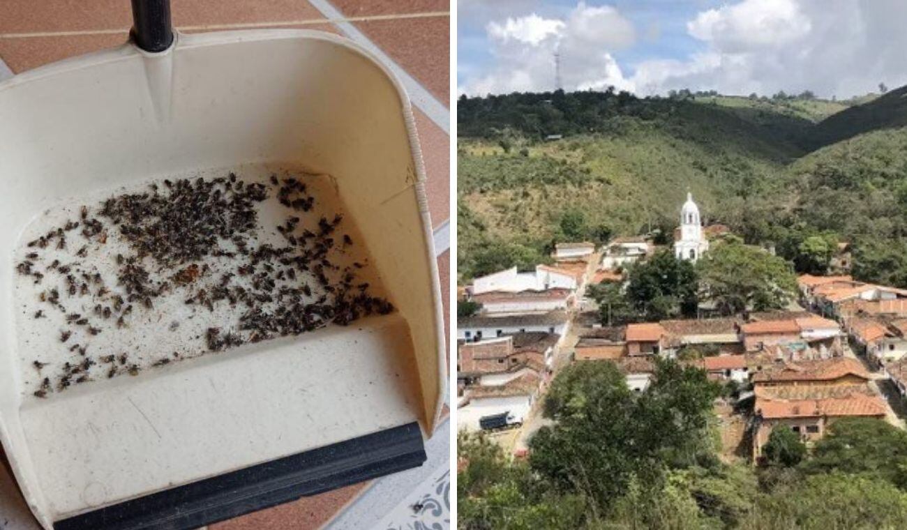 Toman medidas para acabar proliferación de moscas en Los Santos.