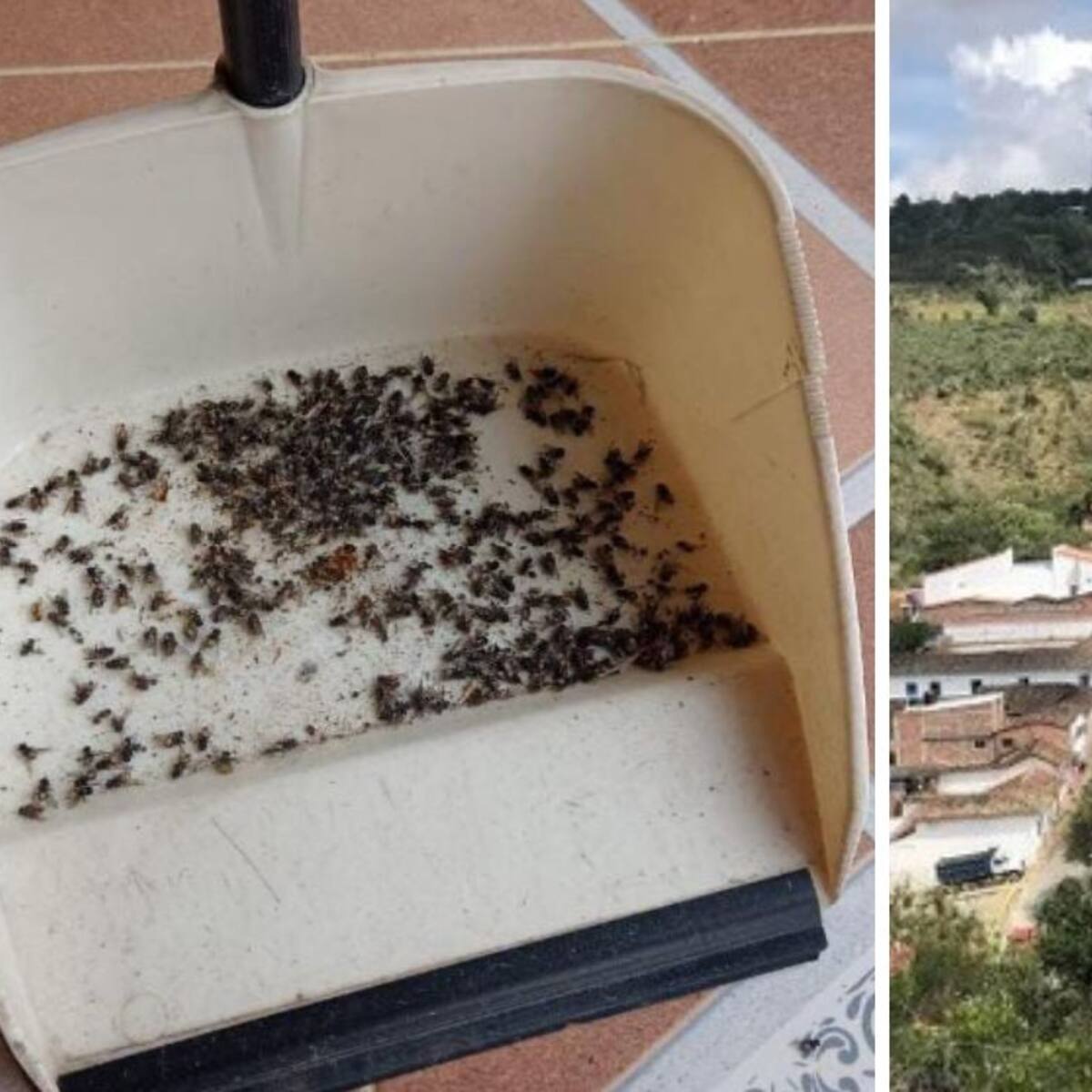 Controles sanitarios en fincas de Los Santos y Piedecuesta por ploriferación de moscas