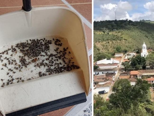Toman medidas para acabar proliferación de moscas en Los Santos.