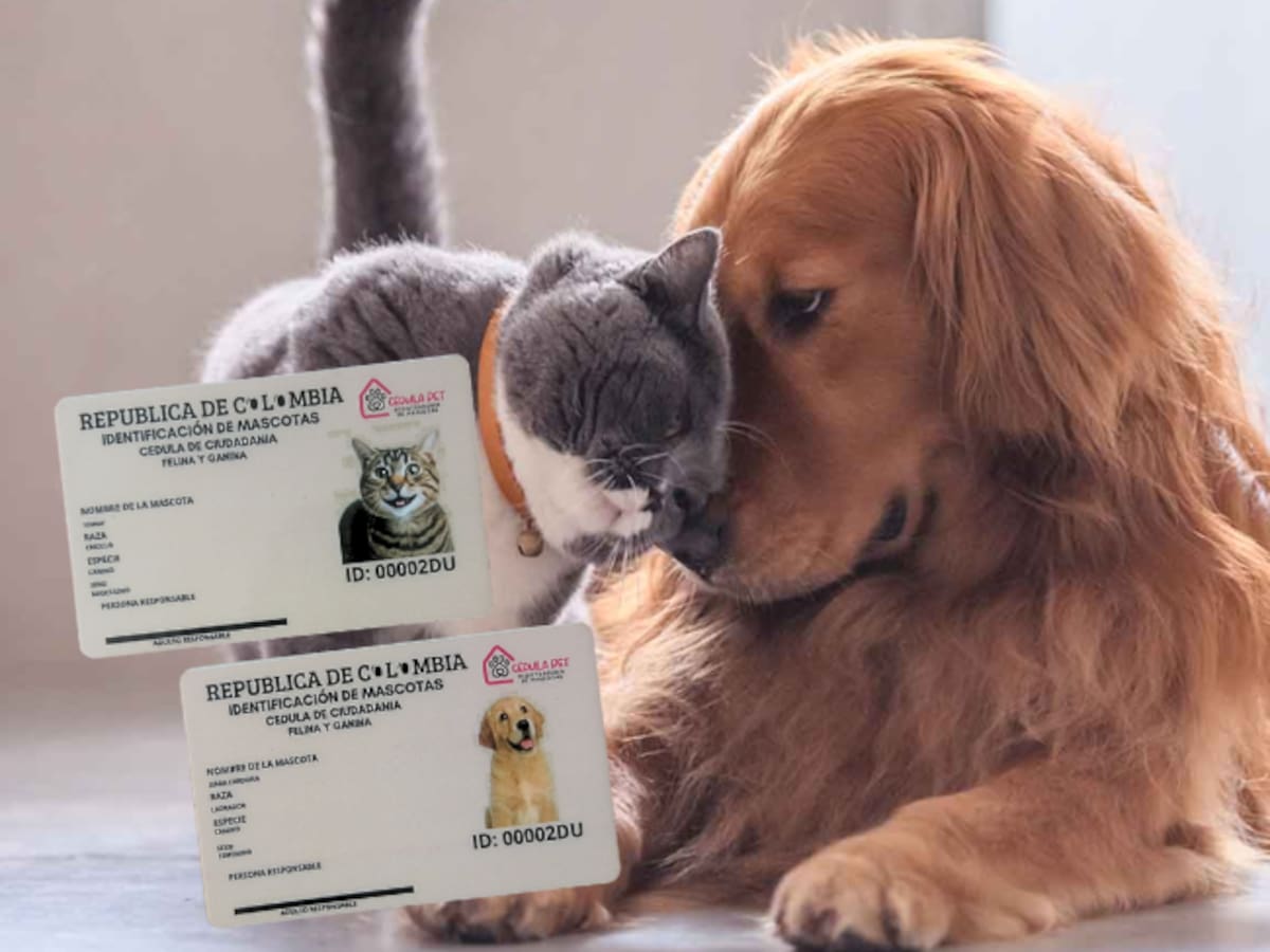 Animalistas a la expectativa sobre proyecto de cedulación de mascotas
