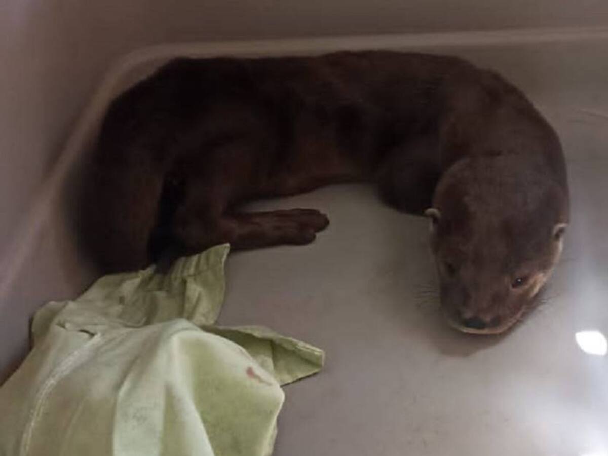 Rescatan una nutria en delicado estado de salud en el oriente de Caldas