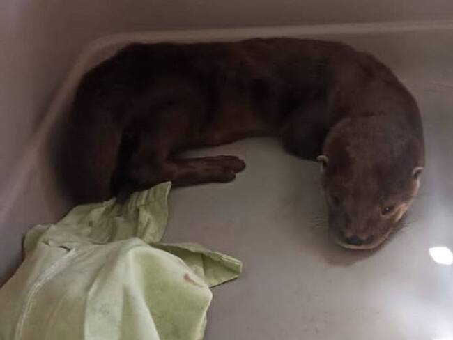 Crédito: Policía de Caldas.