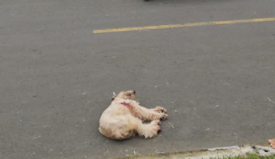 Pilín falleció en plena calle