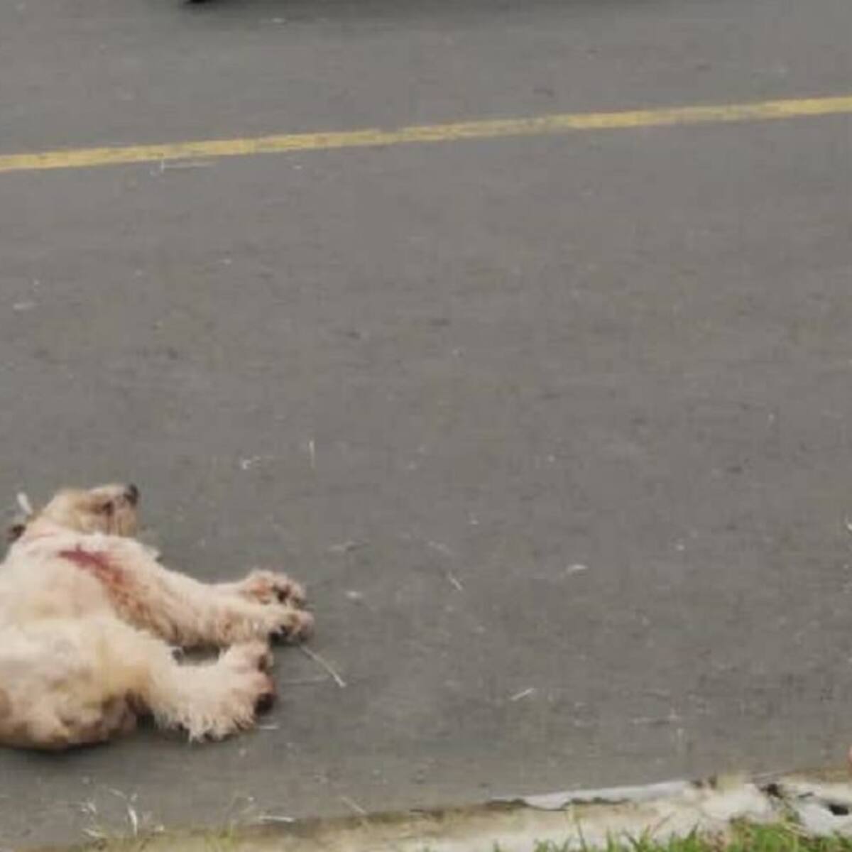 Justicia para 'Pilín' quien falleció tras ser impactado con arma traumática