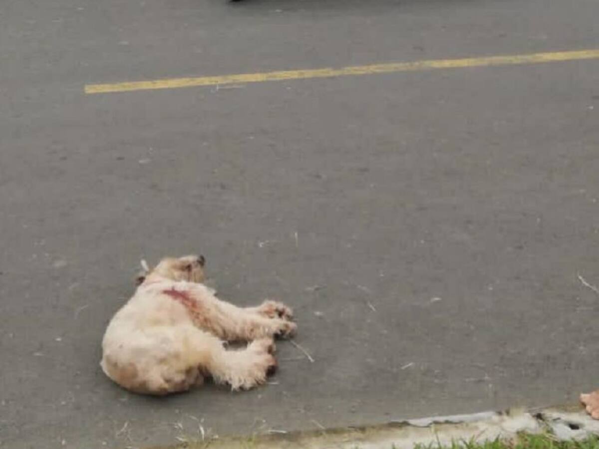 Justicia para 'Pilín' quien falleció tras ser impactado con arma traumática
