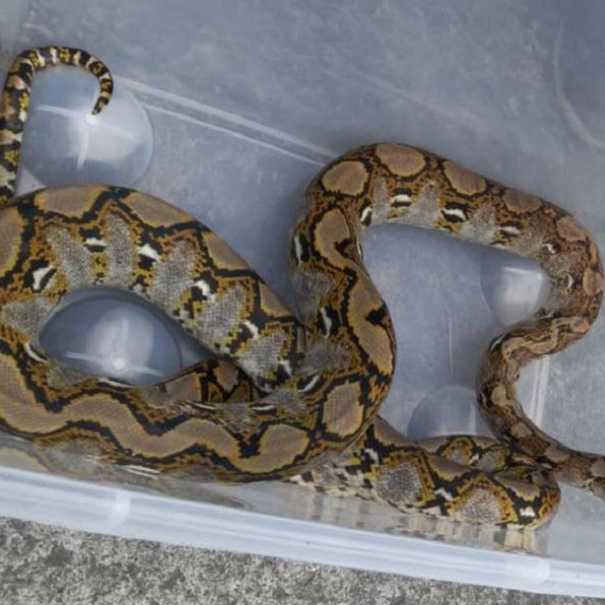 Rescatada una boa constrictor que estaba en una vivienda de Villamaría