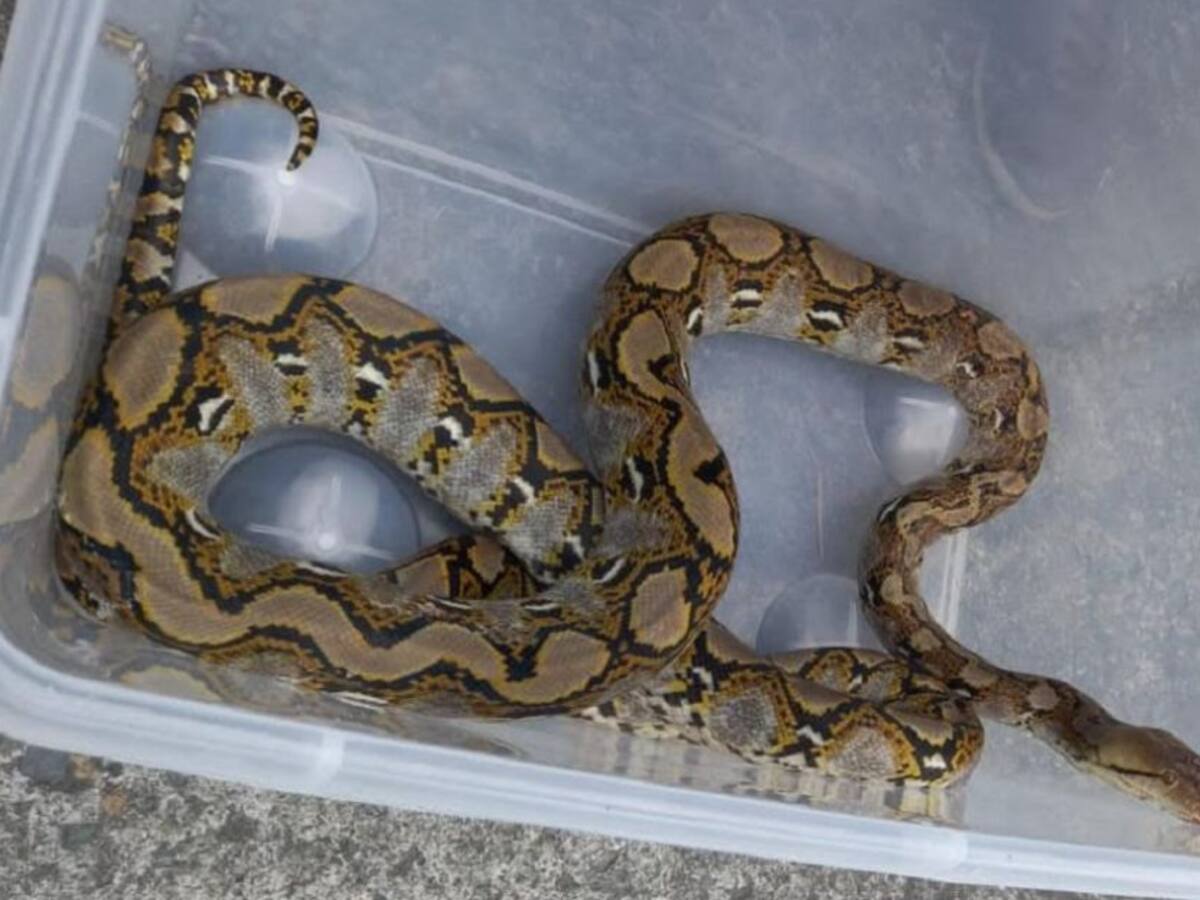 Rescatada una boa constrictor que estaba en una vivienda de Villamaría
