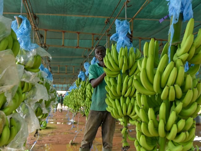 La asociación de bananeros de Colombia toma medidas para sus trabajadores