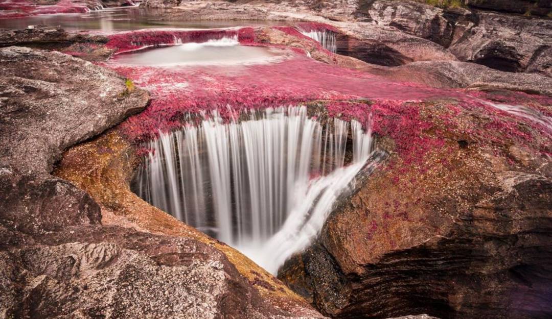 Este miércoles 8 de junio se dará apertura al público en Caño Cristales. Foto: Cormacarena.