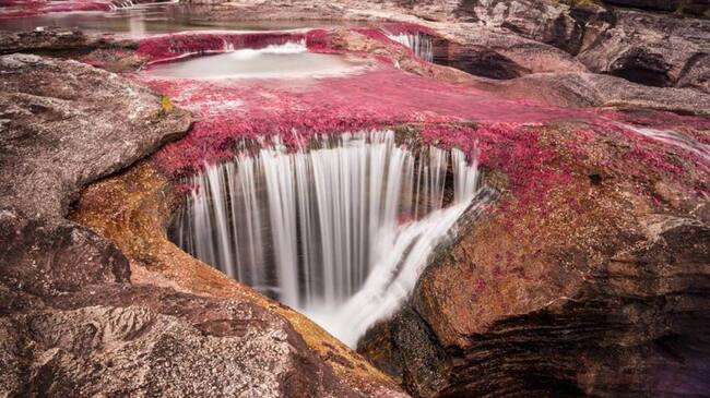 Este miércoles 8 de junio se dará apertura al público en Caño Cristales. Foto: Cormacarena.