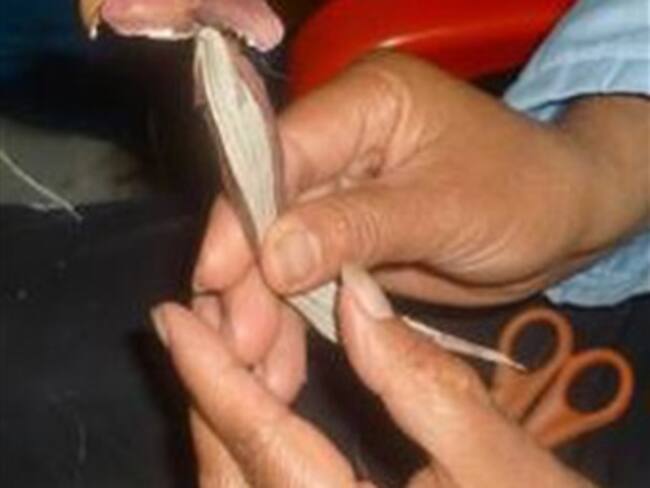 Cruces para la celebración del 3 mayo serán elaboradas con cáscara de mazorca