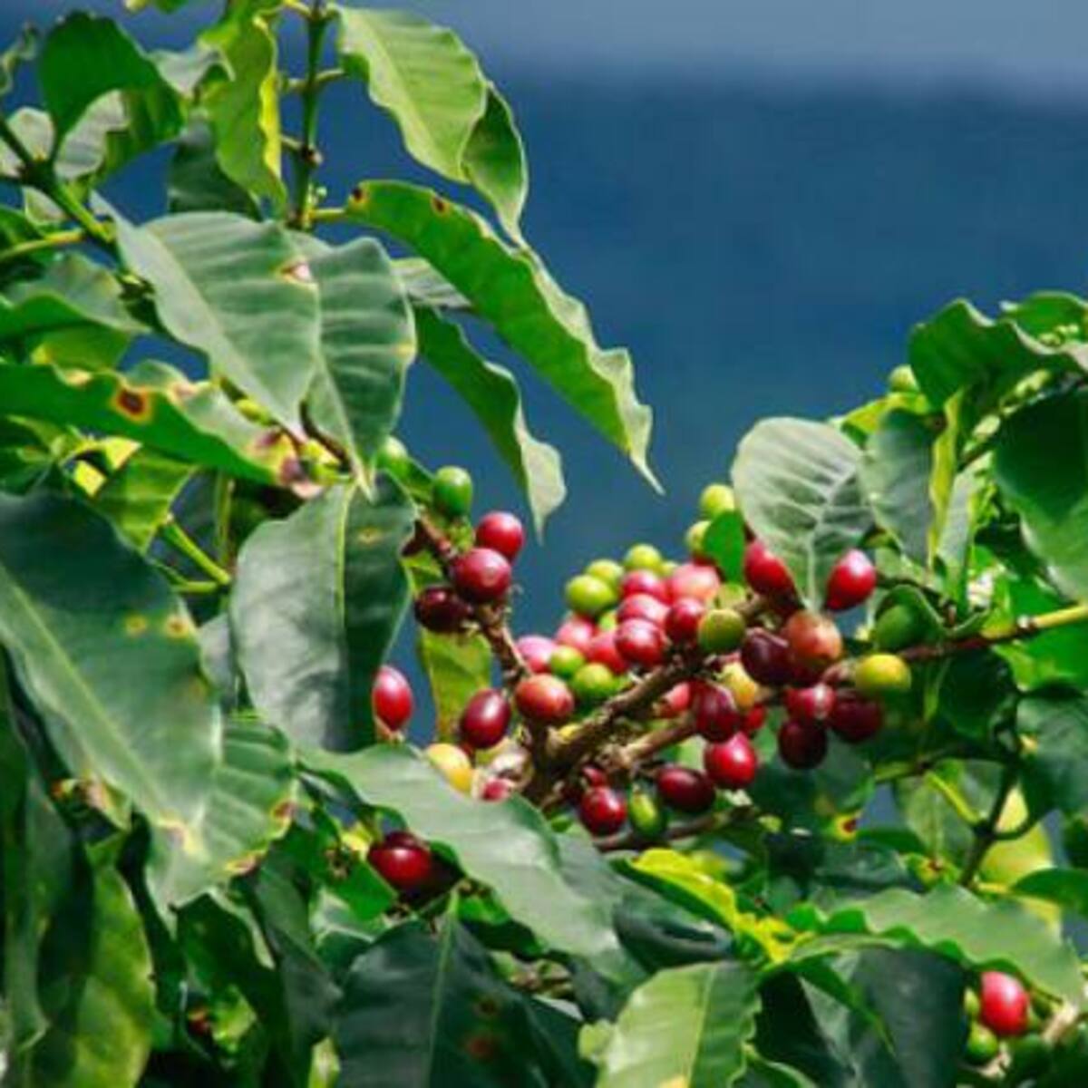 El 88% de las tierras cafeteras sufrirán por el cambio climático