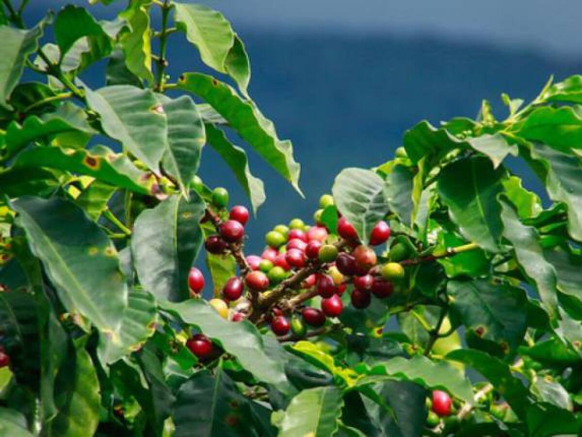 El 88% de las tierras cafeteras sufrirán por el cambio climático