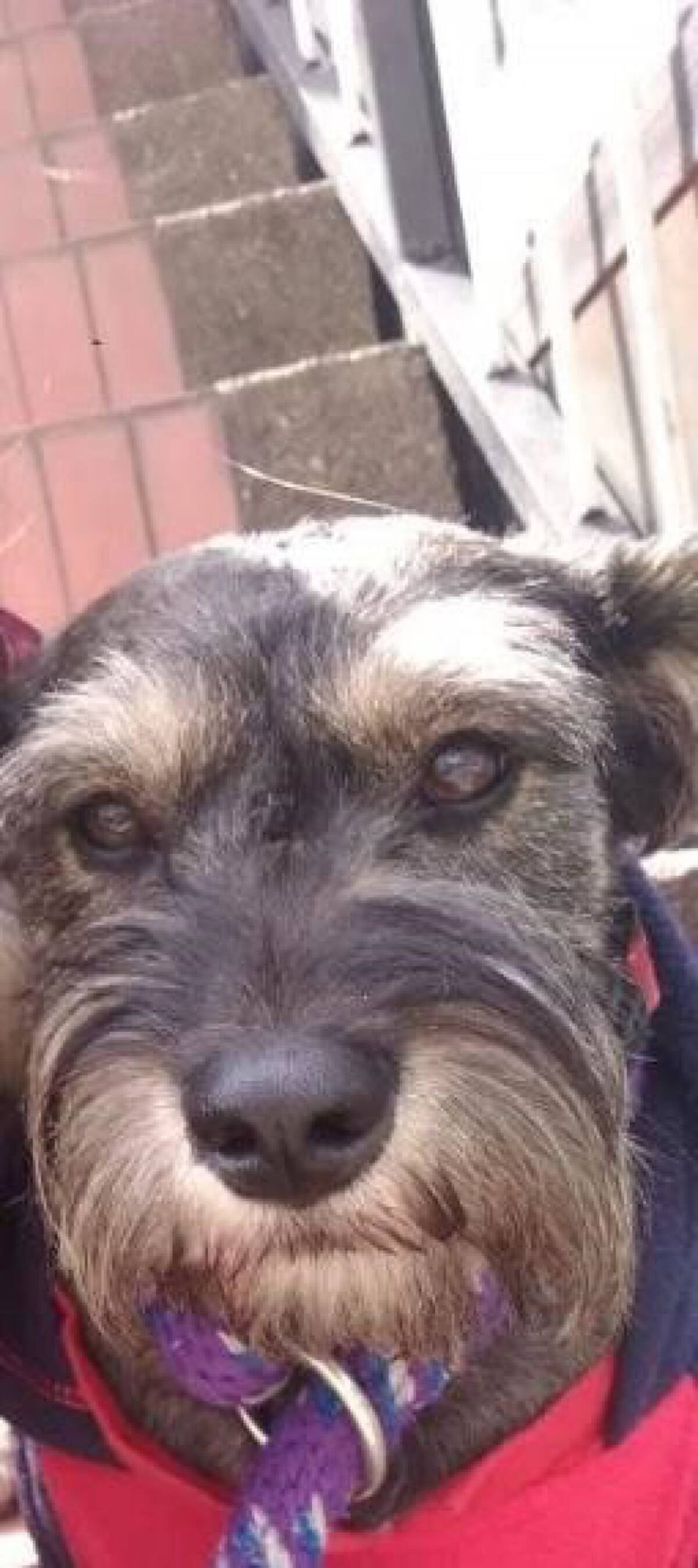 Clara Castañeda nos envió la foto de su hermoso perrito Tobías que la mira con mucho amor