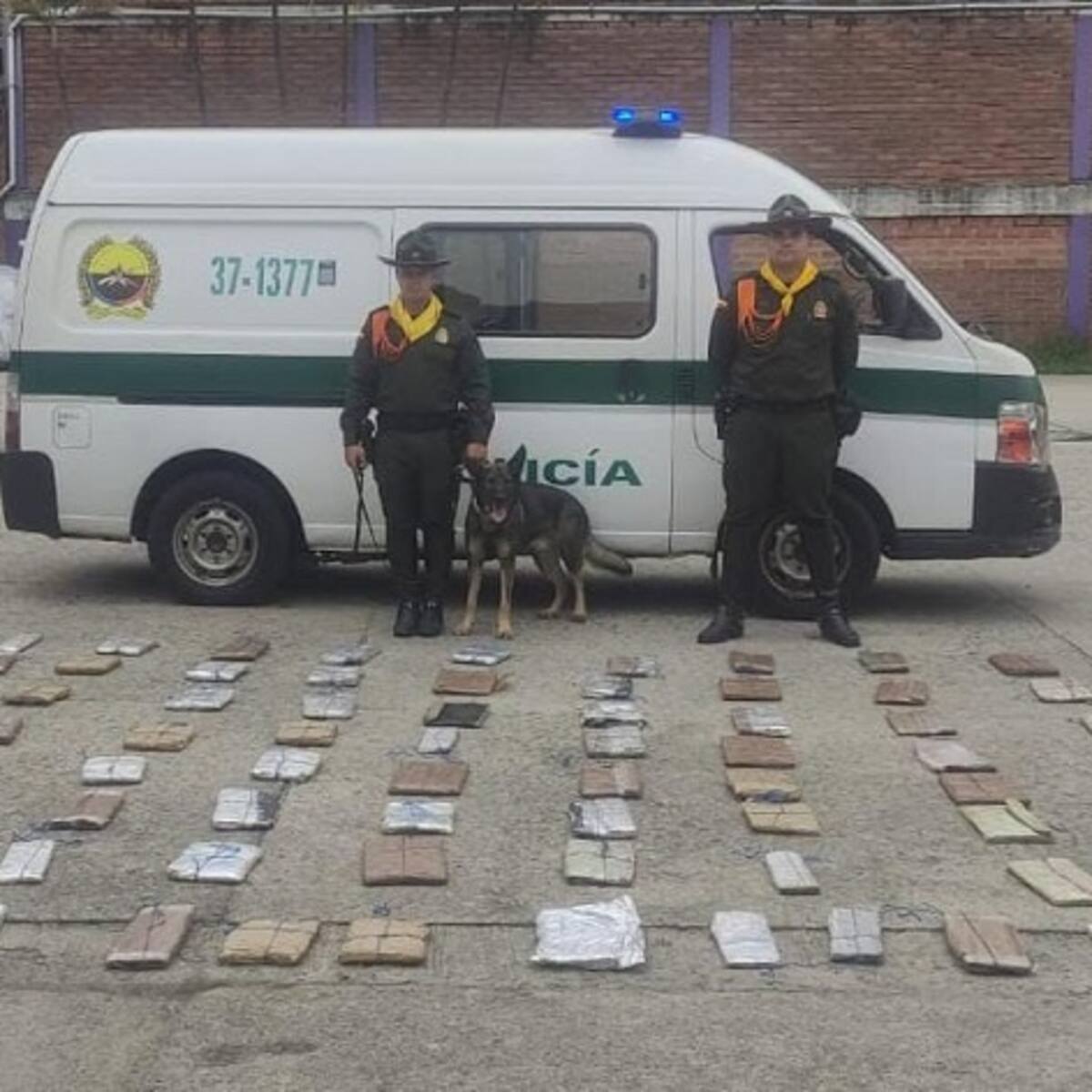 ‘Omero’ un perro policía de Medellín encontró 43 kg de marihuana en tres armarios