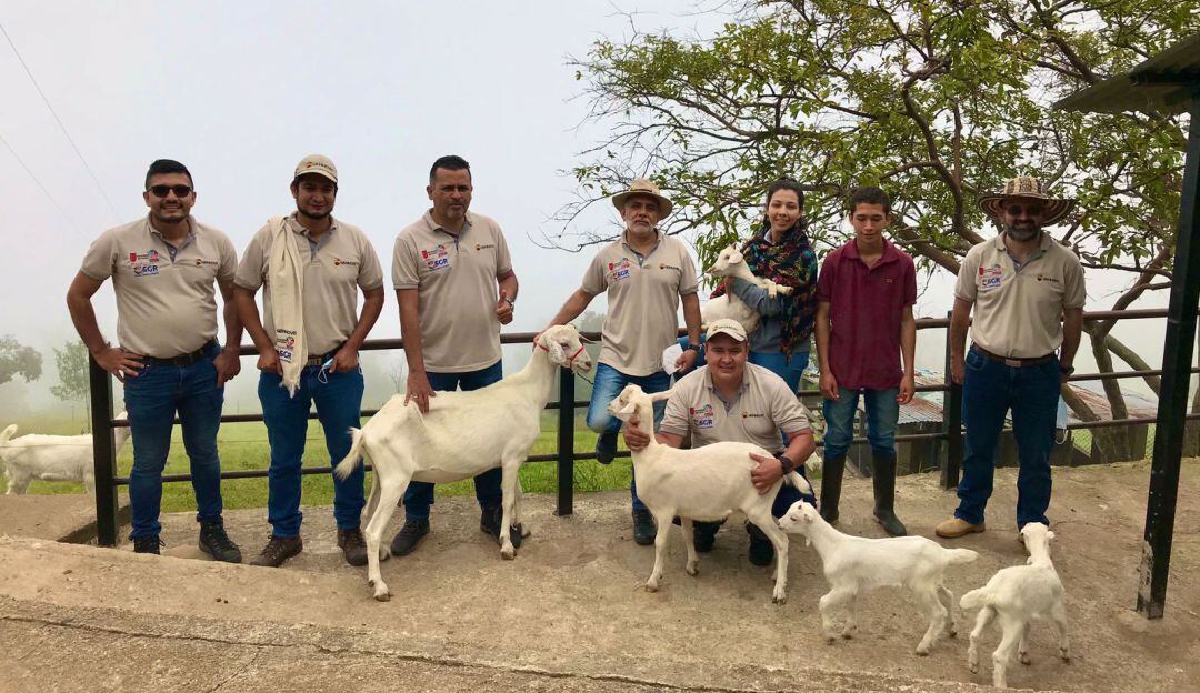 Proyeto Gennovis sobre cadena ovino-cprina