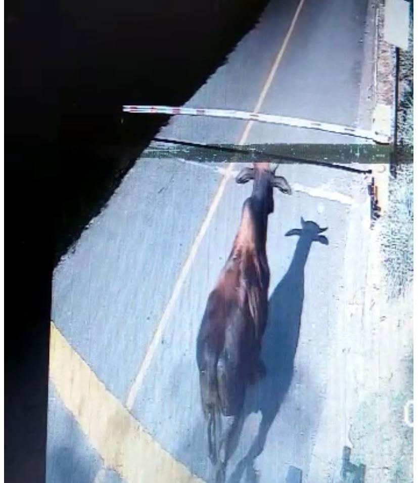 Toro se escapó e hirió un vigilante en Pereira / Foto: Suministrada comunidad