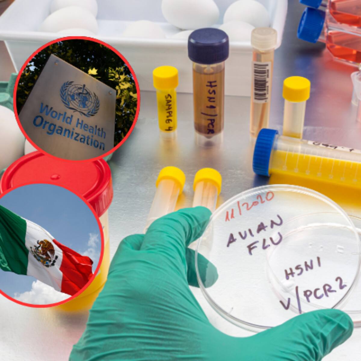Gripe aviar: OMS rectifica y descarta que muerte en México se deba a H5N2