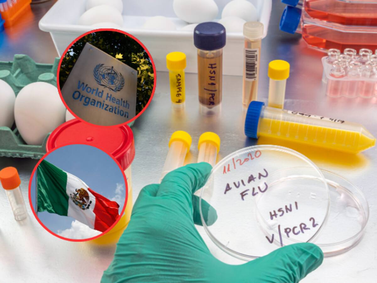 Gripe aviar: OMS rectifica y descarta que muerte en México se deba a H5N2