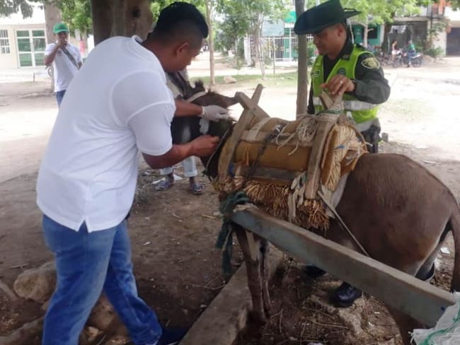 320 equinos fueron atendidos por las autoridades en Cartagena