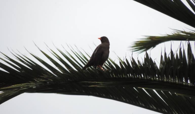 El aviturismo se proyecta en Caldas