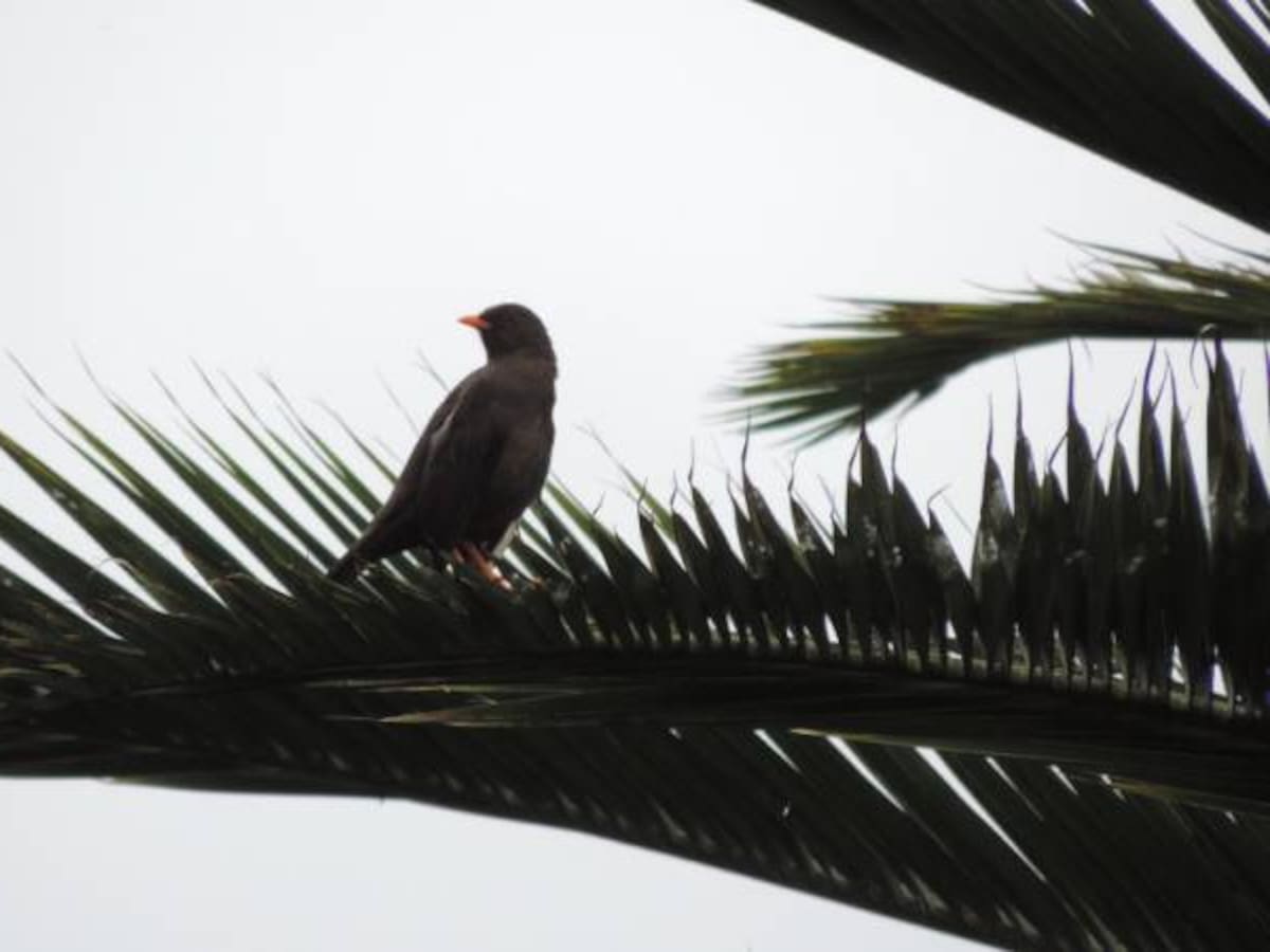 Caldas cuenta con 769 especies de aves