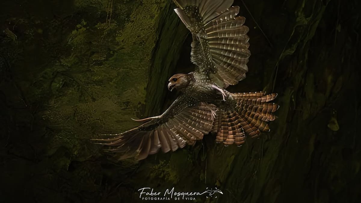 Fotógrafos colombianos fueron premiados en los Audubon Photography Awards 2026