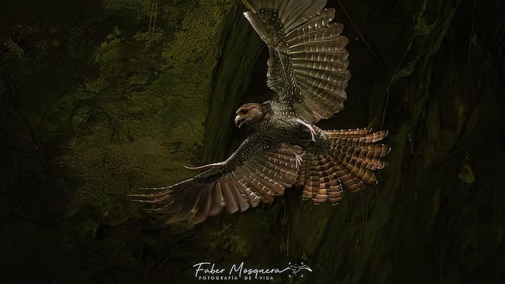 Fotógrafos colombianos fueron premiados en los Audubon Photography Awards 2026