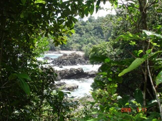 Bosques chocoanos se fragmentarían en 40 años