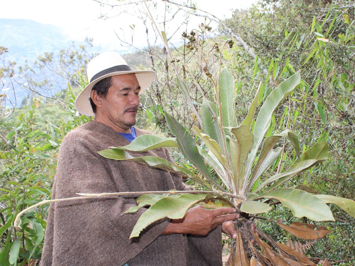 Se descubre nueva especie de frailejón en Santander
