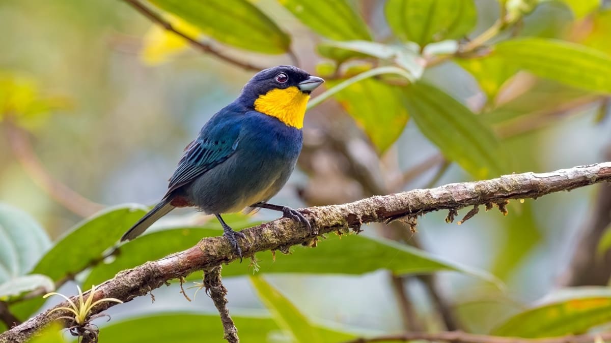 Colombia, líder mundial en aves, lista para una nueva jornada del Global Big Day