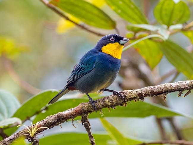 Colombia, líder mundial en aves, lista para una nueva jornada del Global Big Day